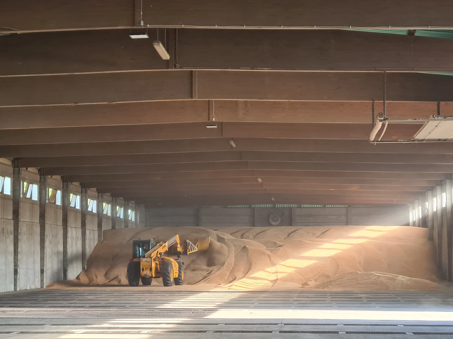NM- Nerchau-Mutzschener - Landwirtschaft - Ein gelber Radlader bewegt einen riesigen Haufen geernteten Getreides in einer großen Industriehalle mit hoher Stahlträgerdecke.